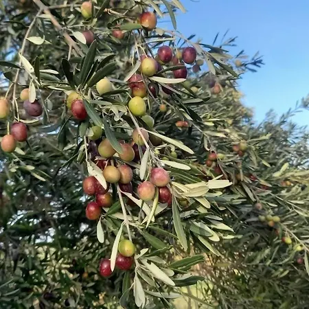 בית נופש Margherita Roggiano Gravina