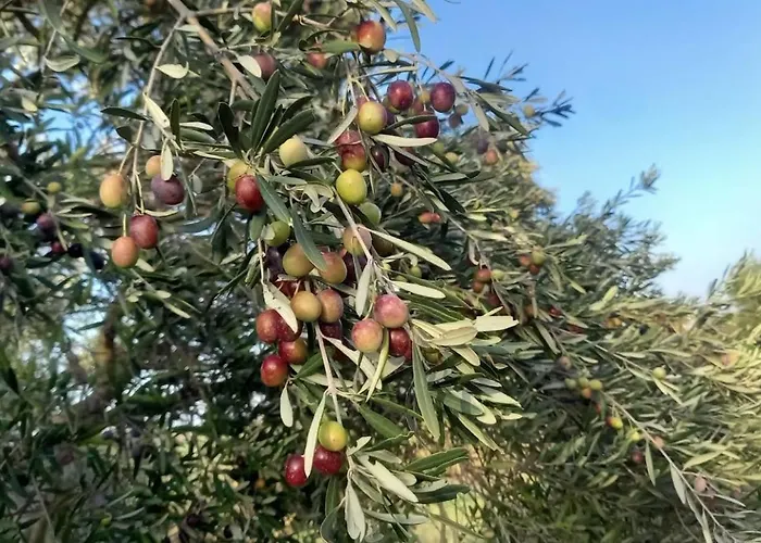 بيت للعطل Margherita Roggiano Gravina